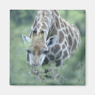 Aimant Girafe (camelopardalis de Giraffa) alimentant