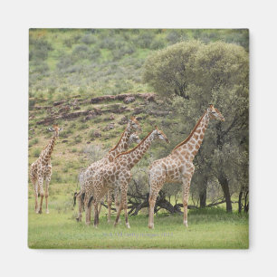 Aimant Girafe, camelopardalis de Giraffa, Kgalagadi 3