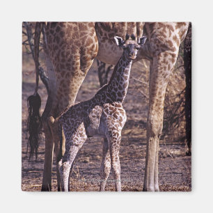 Aimant Girafe de bébé et mère, Tanzanie