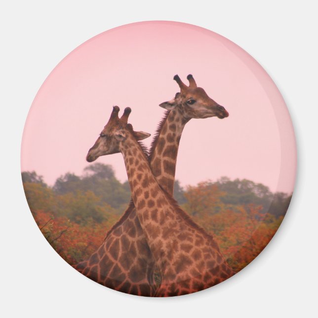 Aimant Girafe debout dans les mopani avec ciel rose (Devant)