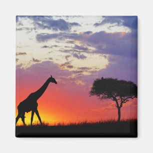 Aimant Girafe en silhouette au lever du soleil, Giraffa
