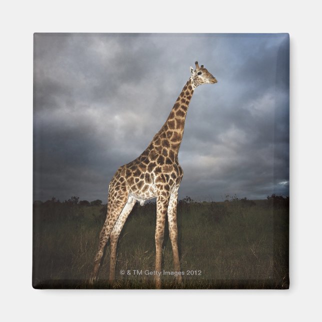 Aimant Girafe (Giraffa camelopardalis) (Devant)