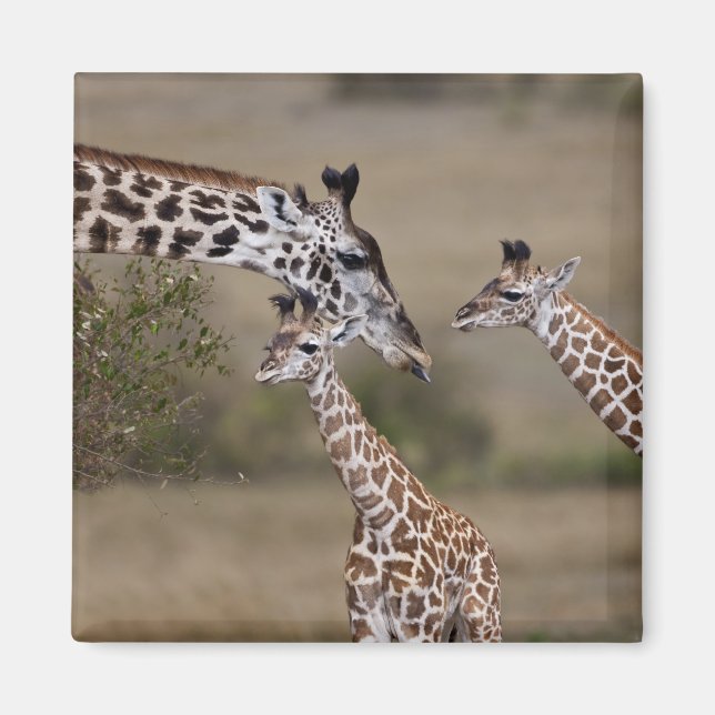 Aimant Girafe maasaï (Giraffa tippelskirchi) (Devant)