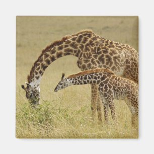 Aimant Girafe maasaï mère et bébé, Giraffa
