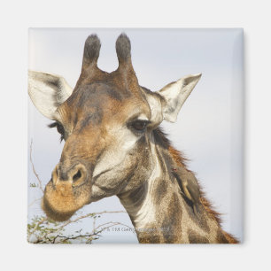 Aimant Girafe, parc national de Kruger, Afrique du Sud