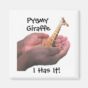 Aimant Girafe pygméenne