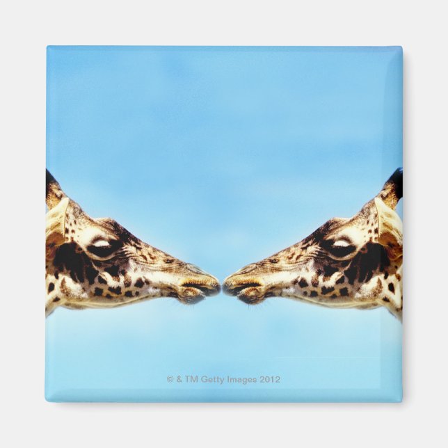 Aimant Girafe touchant le nez (Devant)