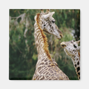 Aimant Girafes