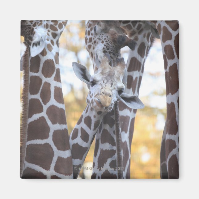 Aimant Girafes au zoo de Tama, au zoo de Tama, Tokyo (Devant)