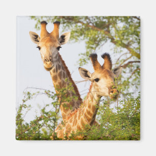 Aimant Girafes dépassant de la végétation