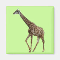 Girafes et arbres,长颈鹿. Photographie de zoo d'anima