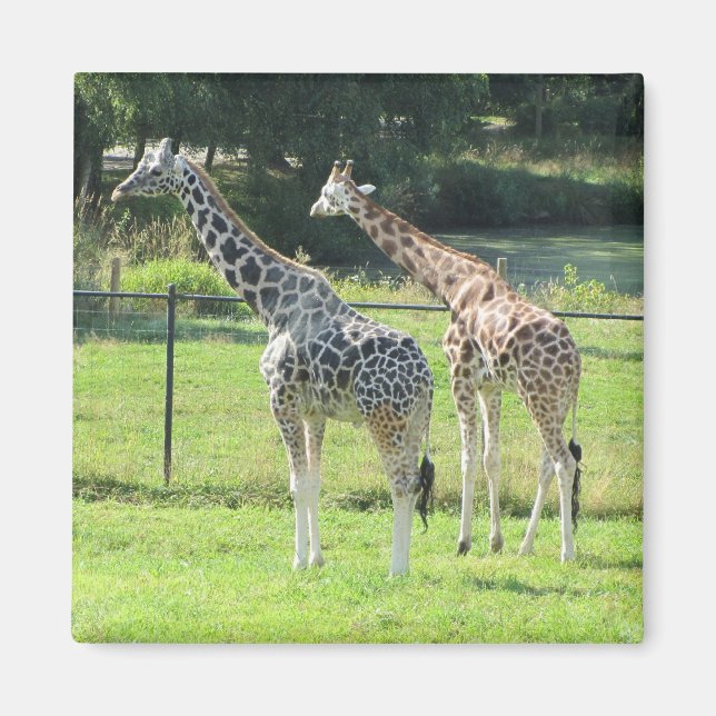 Aimant Girafes étonnantes (Devant)