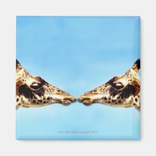 Aimant Girafes touchant des nez