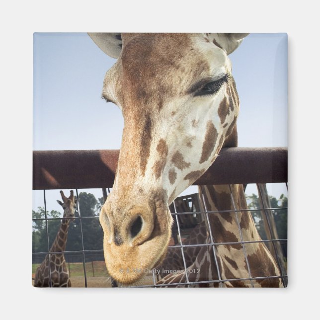 Aimant Giraffe (Devant)