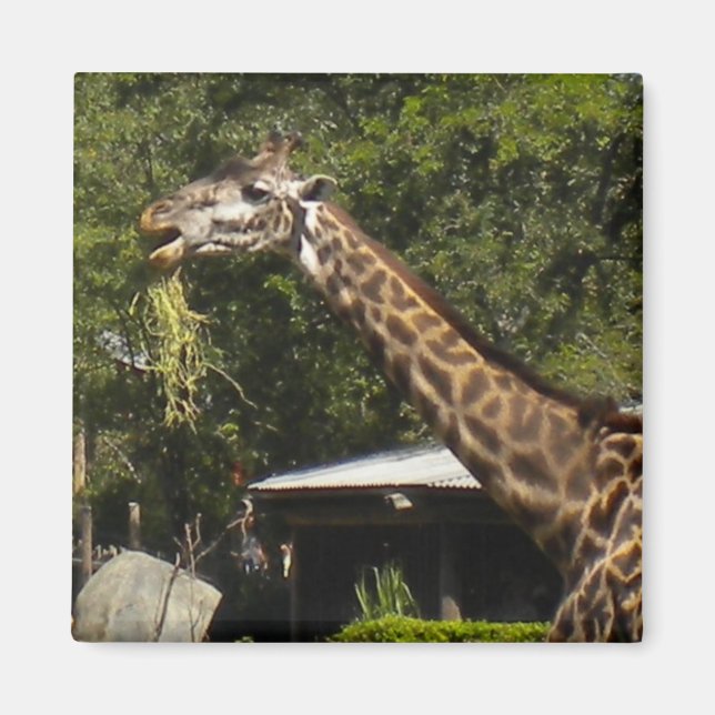 Aimant Giraffe (Devant)