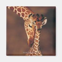 Giraffe adulte avec veau (Giraffa camelopardalis)