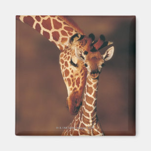 Aimant Giraffe adulte avec veau (Giraffa camelopardalis)
