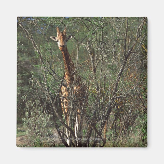 Aimant Giraffe du Massai (Devant)