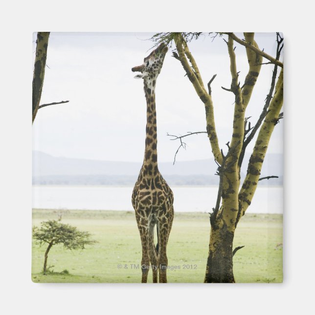 Aimant Giraffe en Kenya, Afrique (Devant)