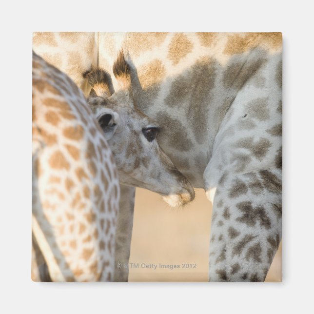 Aimant Giraffe (Giraffa camelopardalis) lait de veau, (Devant)