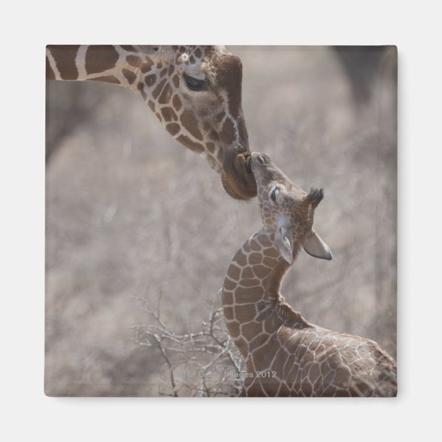 Aimant Giraffe, Kenya, Afrique (Devant)
