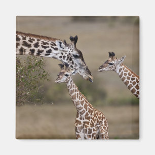 Aimant Giraffe Masaï (Giraffe Tippelskirchi)