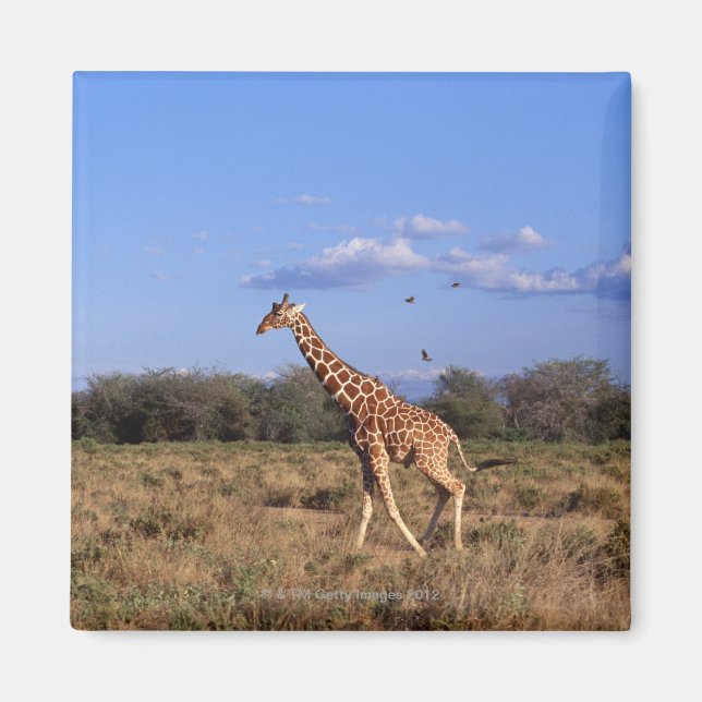 Aimant Giraffe réticulée (Devant)