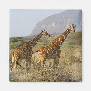 Aimant Giraffe somalienne, Giraffe réticulée, Giraffa
