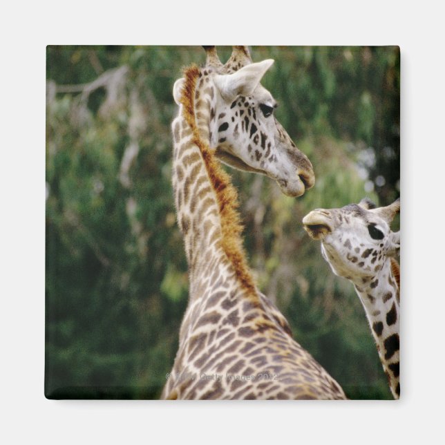Aimant Giraffes (Devant)