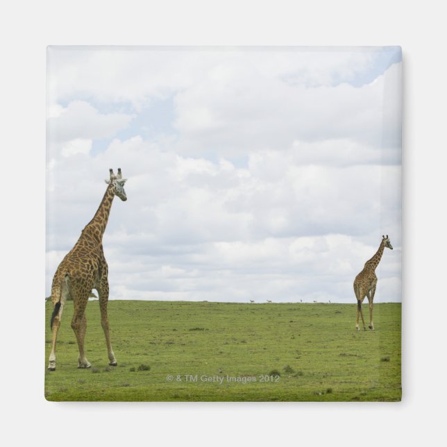 Aimant Giraffes en Kenya, Afrique (Devant)