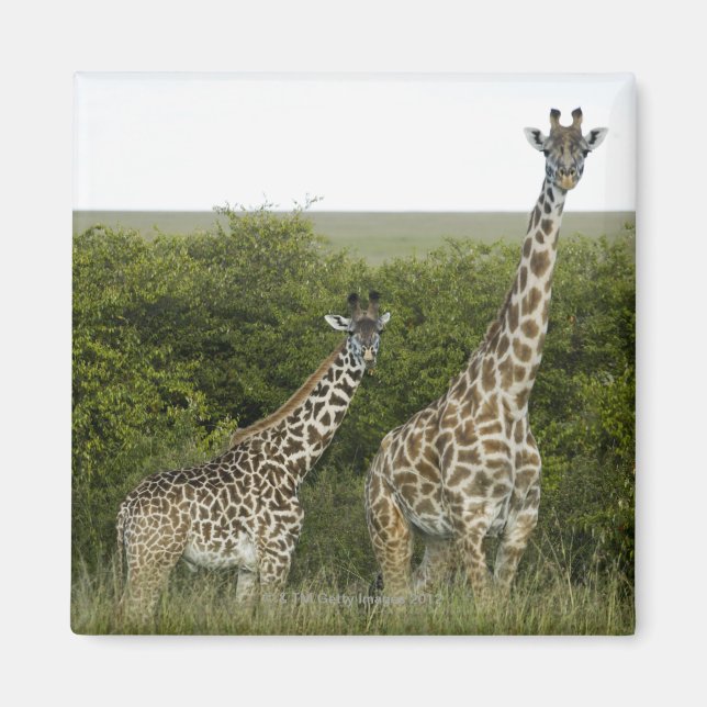 Aimant Giraffes en Kenya, Afrique 2 (Devant)