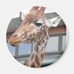 Aimant Girraffe