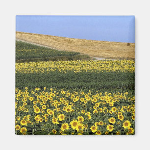 Aimant Gisements de tournesol, Toscane, Italie