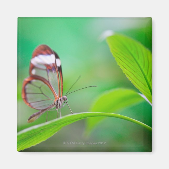 Aimant Glass wing butterfly relaxing on fresh green (Devant)
