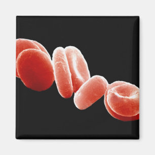 Aimant Globules rouges