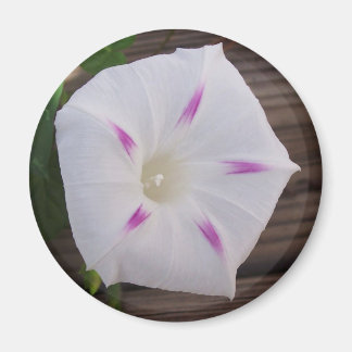 Aimant Glory White du matin