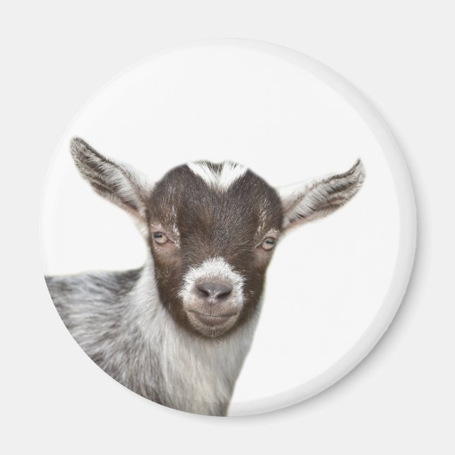 Aimant Goat cute farm animal photo (Devant)