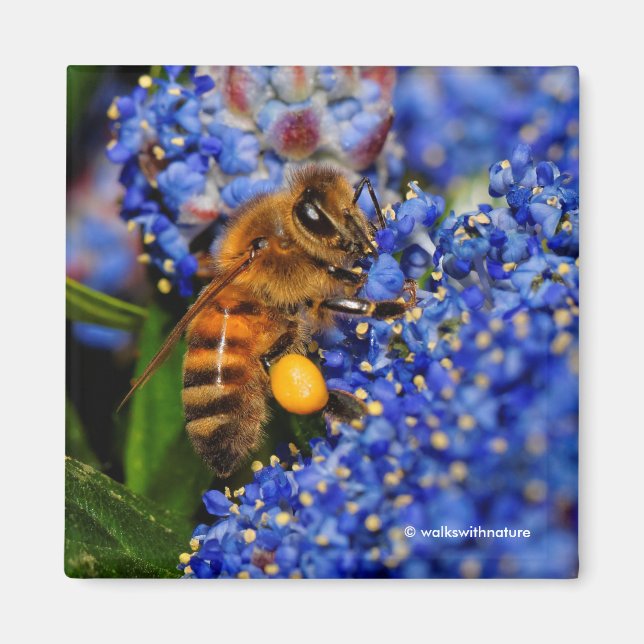 Aimant Gold on Blue : Abeille de miel sur la Californie L (Devant)