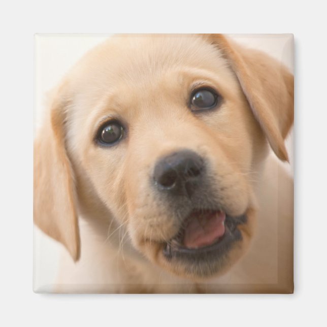 Aimant Golden Labrador (Devant)