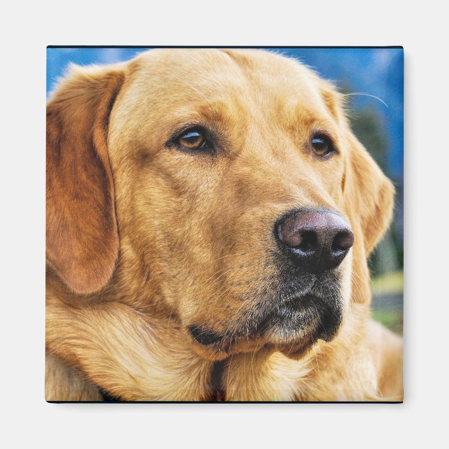 Aimant Golden Labrador Retriever (Devant)