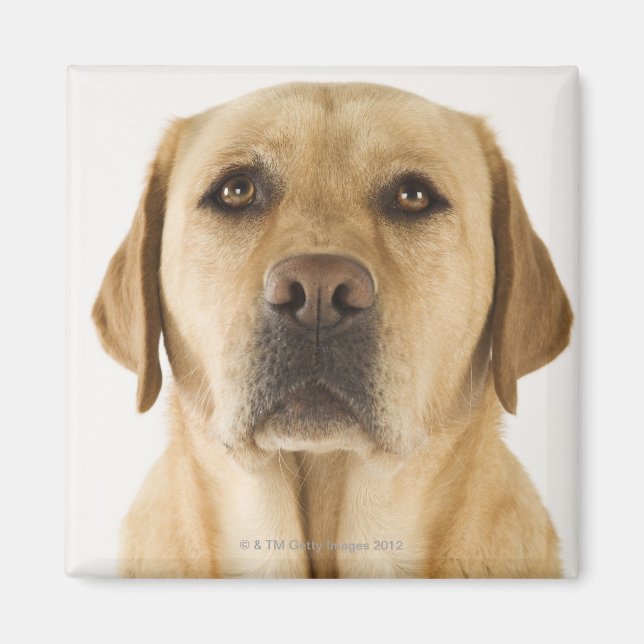 Aimant Golden Labrador Retriever (Canis familiaris). (Devant)