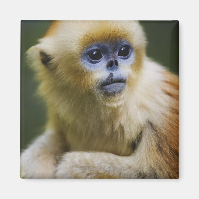 Aimant Golden monkey (Devant)