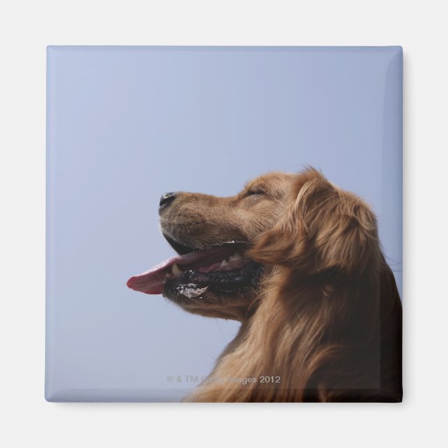 Aimant Golden Retriever 6 (Devant)