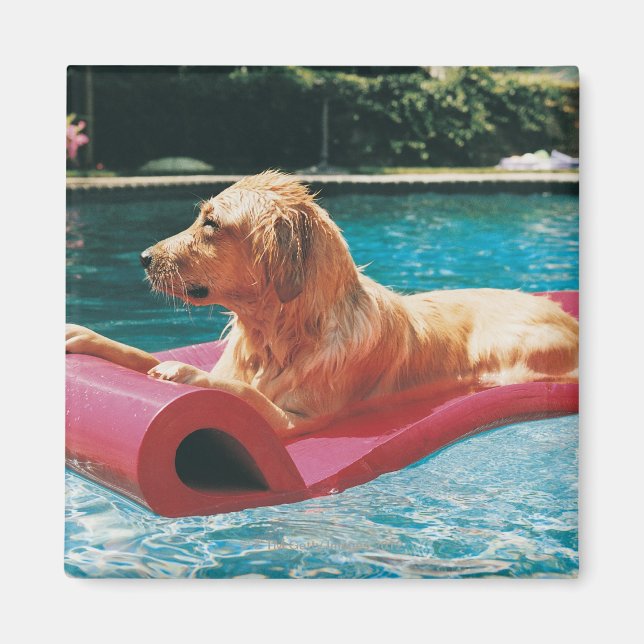 Aimant Golden Retriever Allongé sur un lit à air dans un (Devant)