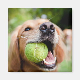 Aimant Golden Retriever Avec Le Bal De Tennis