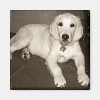 Aimant Golden Retriever (Crème Anglaise) Chiot - 14 semai