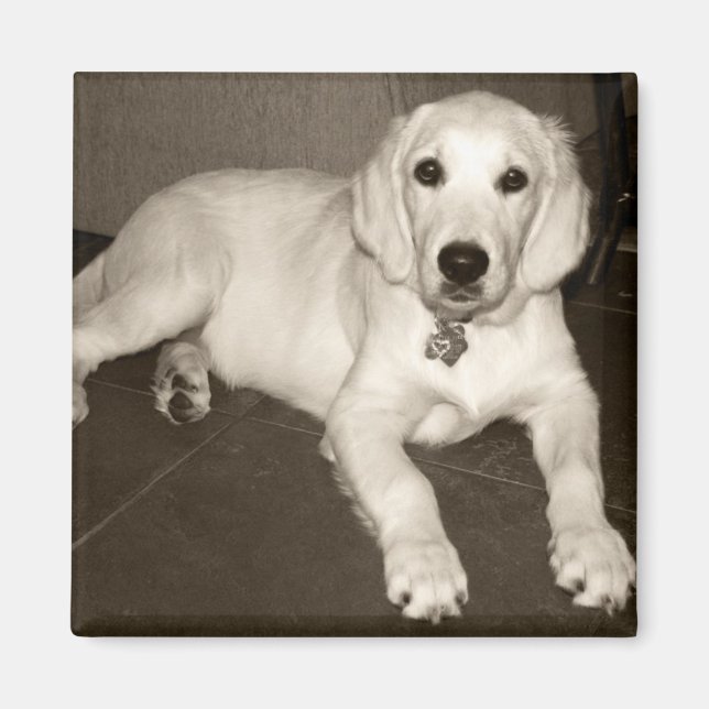 Aimant Golden Retriever (Crème Anglaise) Chiot - 14 semai (Devant)