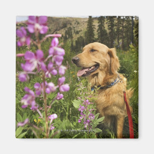 Aimant Golden retriever dans le domaine