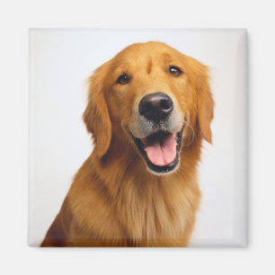 Aimant Golden Retriever Smile