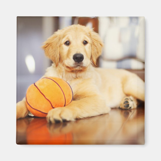 Aimant Golden Retriever With Basketball Toy (Devant)